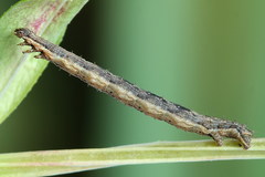 Xanthorhoe quadrifasiata