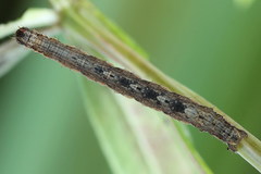 Xanthorhoe quadrifasiata