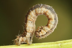Xanthorhoe quadrifasiata