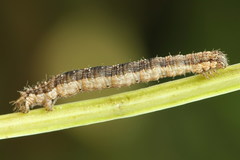 Xanthorhoe quadrifasiata