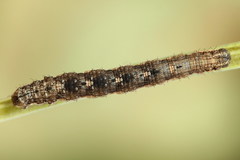 Xanthorhoe quadrifasiata
