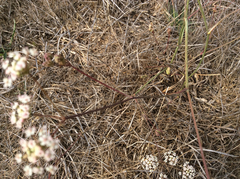 Perideridia gairdneri