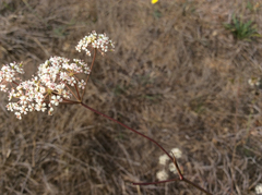 Perideridia gairdneri