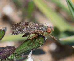Tephritis vespertina