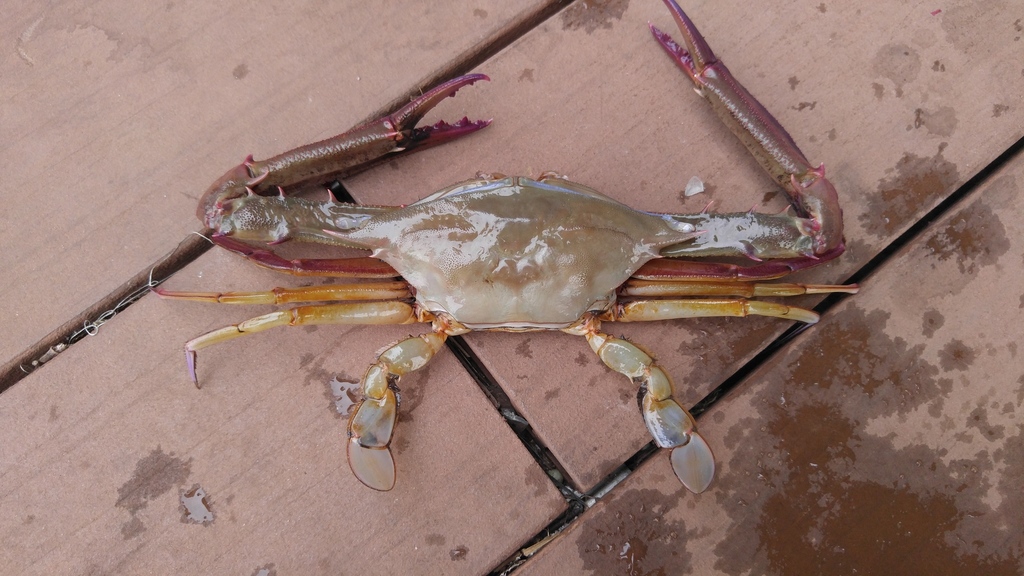 Podophthalminae