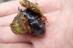 Serrognathus kyanrauensis