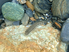Sicyopterus japonicus