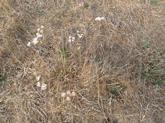 Perideridia gairdneri