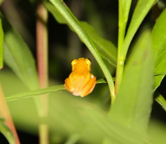 Heterixalus betsileo