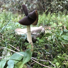 Helvella elastica
