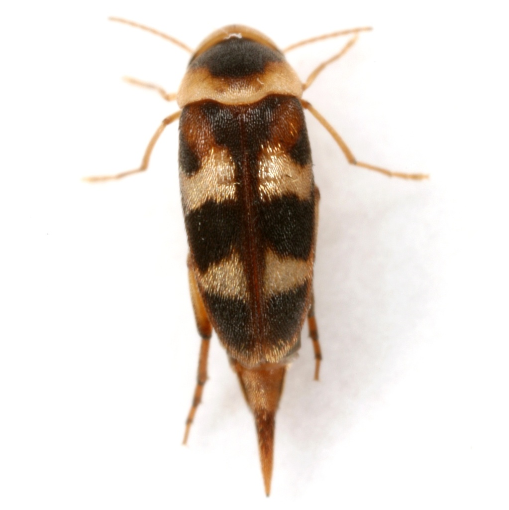 Tolidomordella discoidea