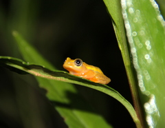 Heterixalus betsileo