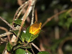 Heterixalus betsileo