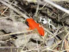 Mantella aurantiaca