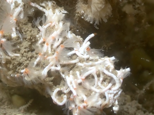 Photo of Cluster tubeworm (Salmacina dysteri)