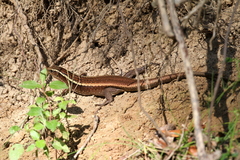 Zonosaurus madagascariensis
