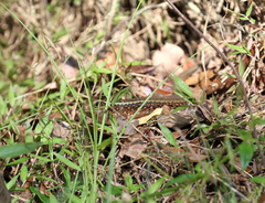 Zonosaurus madagascariensis