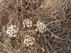 Perideridia gairdneri