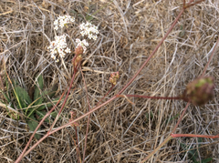 Perideridia gairdneri