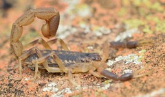 Uroplectes triangulifer