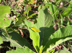 Eurema brigitta pulchella
