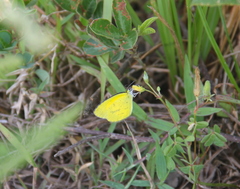 Eurema brigitta pulchella