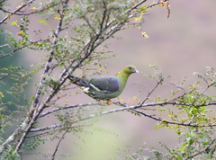 Treron australis