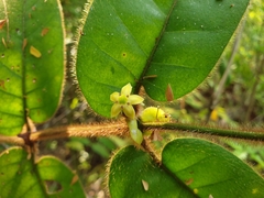 Peponidium