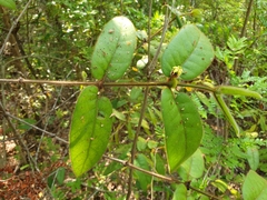 Peponidium