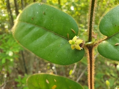 Peponidium