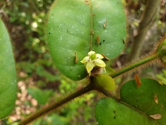 Peponidium