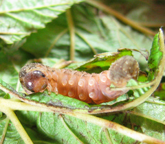 Tenthredo ferruginea