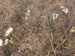 Perideridia gairdneri