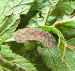 Tenthredo ferruginea