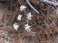 Perideridia gairdneri