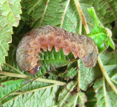 Tenthredo ferruginea