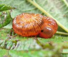 Tenthredo ferruginea