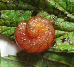 Tenthredo ferruginea