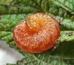 Tenthredo ferruginea