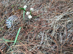 Perideridia gairdneri