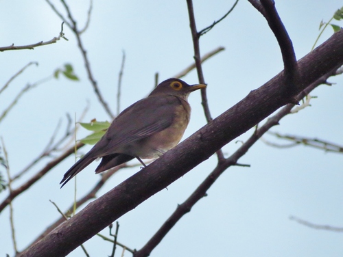 Turdus nudigenis