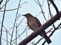 Turdus nudigenis