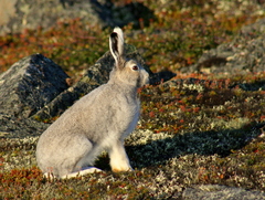 Lepus arcticus