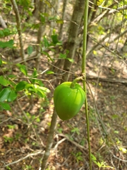 Adenia olaboensis image