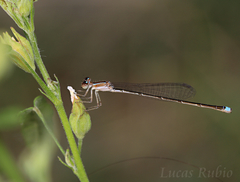 Argentagrion ambiguum
