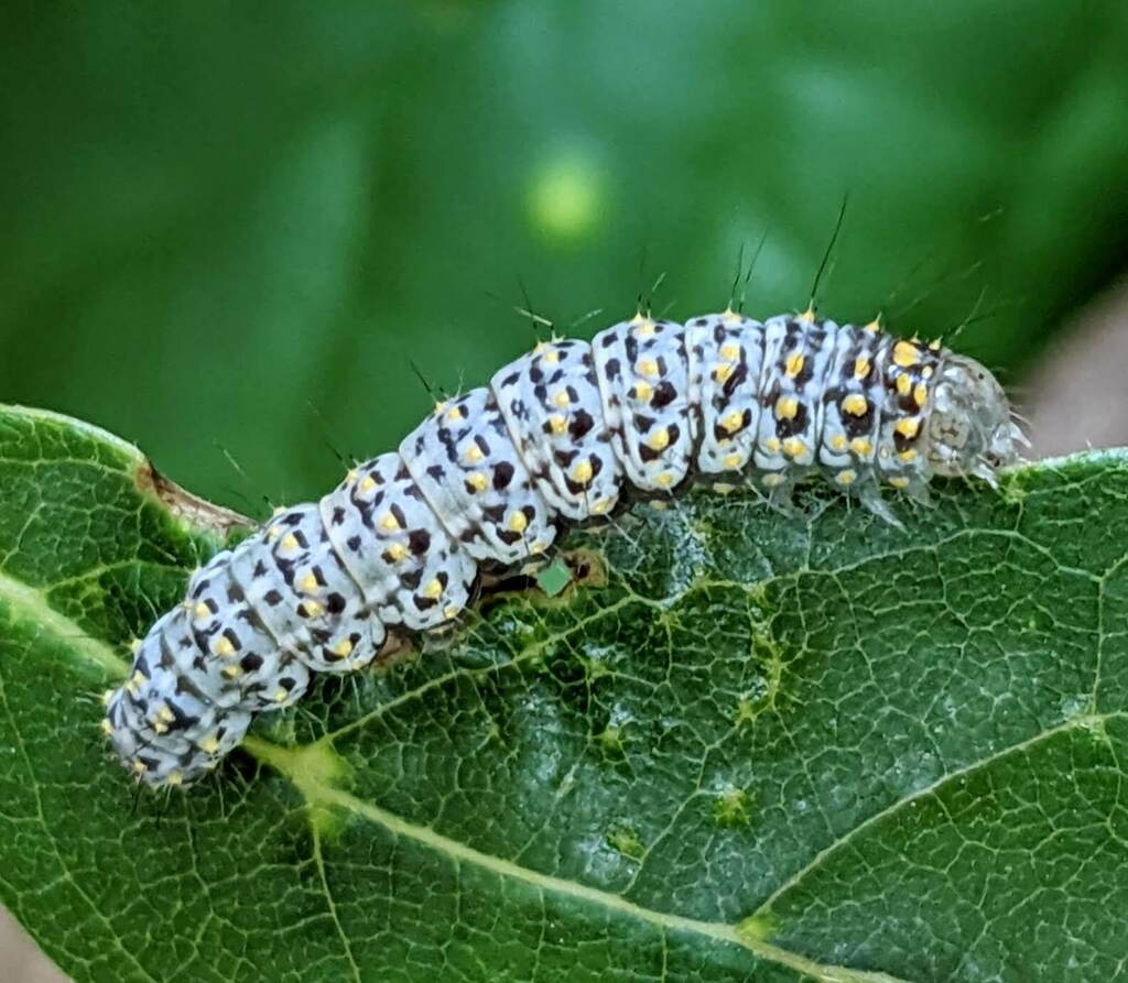 Hebrew Moth