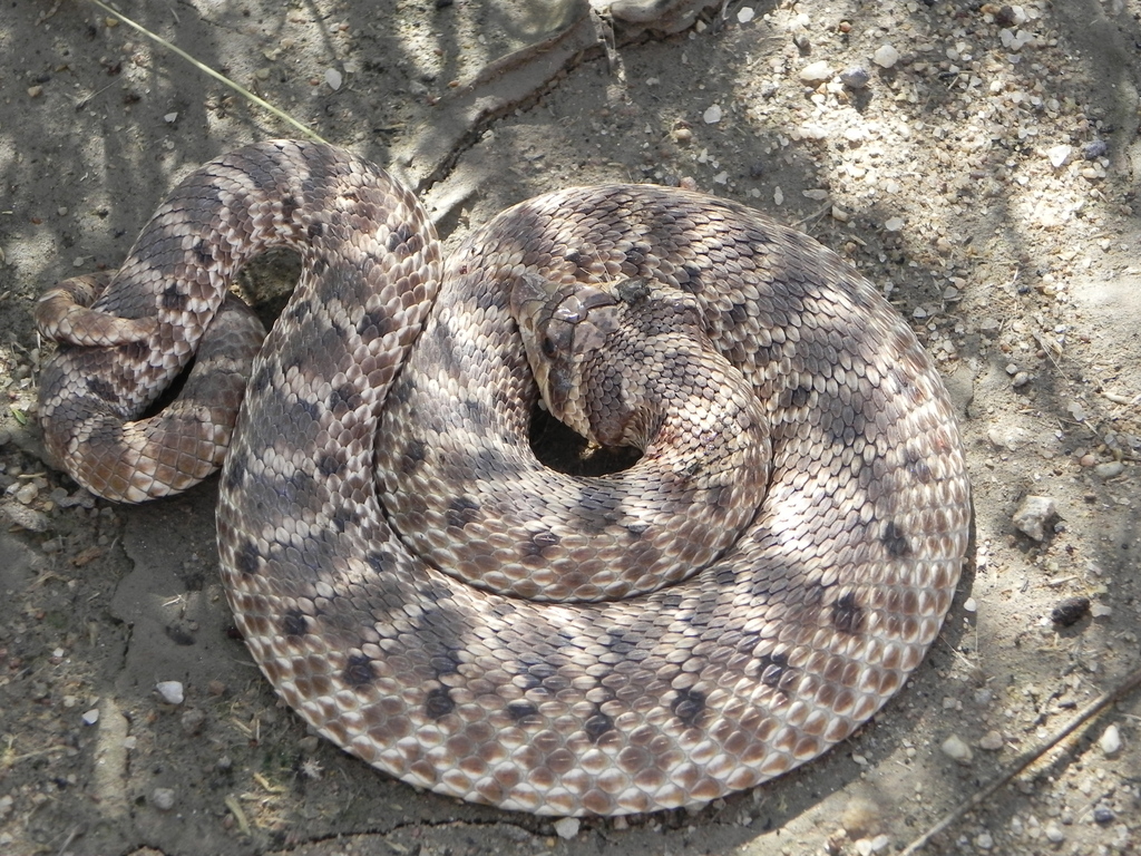 Mexican Hognose Snake in September 2014 by Steve Bledsoe · iNaturalist