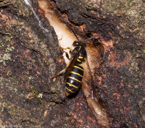Median Wasp, Castricum, Nederland, photo 6 of 10