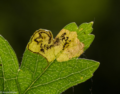 Stigmella hybnerella