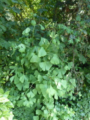 Ginkgo biloba — photo 3